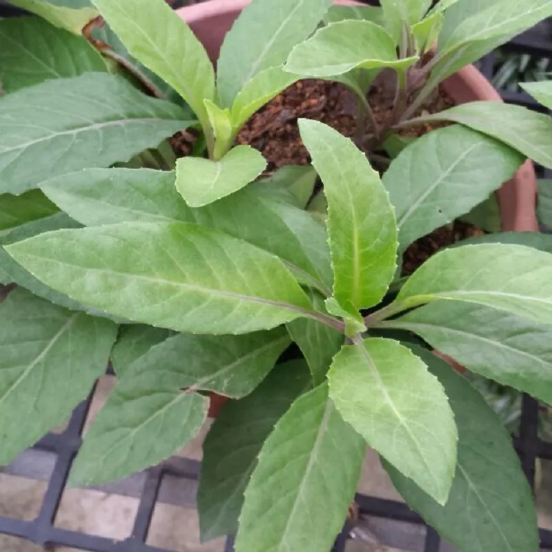 Gynura procumbens (rostliny) Poslední kus