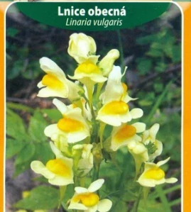 Lnice obecná (semena)