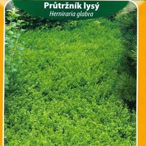 Průtržník lysý (semena)