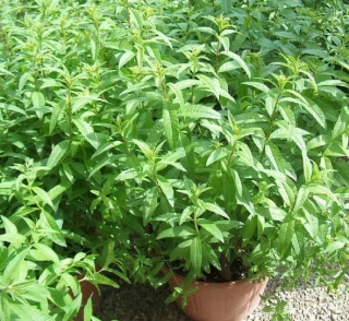 Verbena citronová, Aloisie (rostliny)