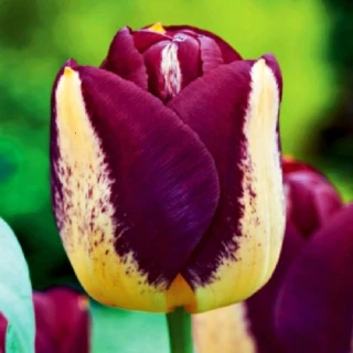 Květ tulipánu Boston v purpurové barvě s krémově žlutými plochami
