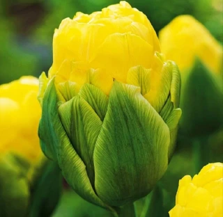 Tulipán Ledový Double Beauty Of Apeldorn 5 ks cibulek