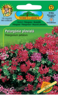 Pelargónie převislá (semena)