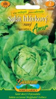 Salát raný hlávkový, Amur (semena)