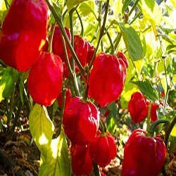 Chilli paprička, Habanero red savina (semena)