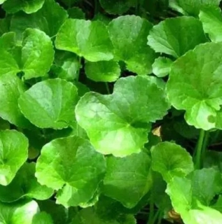 Pupečník Asijský - Gotu Kola (rostliny)