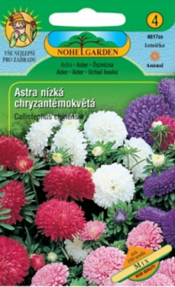 Astra čínská nízká chryzantémokvětá, směs (semena)