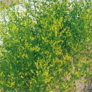 Komonice lékařská (semena)