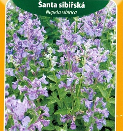 Šanta sibiřská (semena)