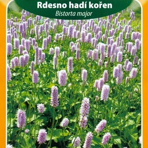 Rdesno, hadí kořen (semena)