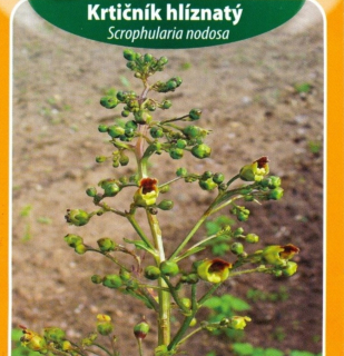 Krtičník hlíznatý (semena)